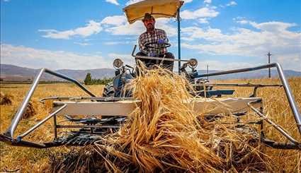 حصاد القمح من مزارع مقاطعة أهر / صور