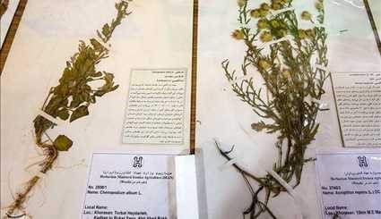 التنوع البيولوجي والموارد الوراثية للنباتات الطبية في إيران