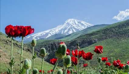 سهل لار،بالقرب من جبل دماوند، شمال ايران
