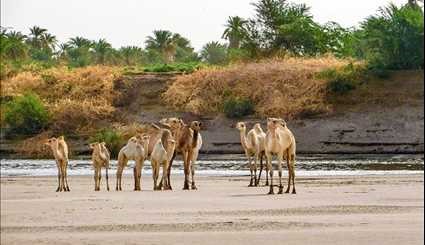 محمية الدندر في السودان