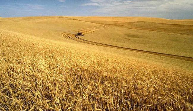 مشروع ايران لمراقبة تفحم القمح الأفضل عالميا 