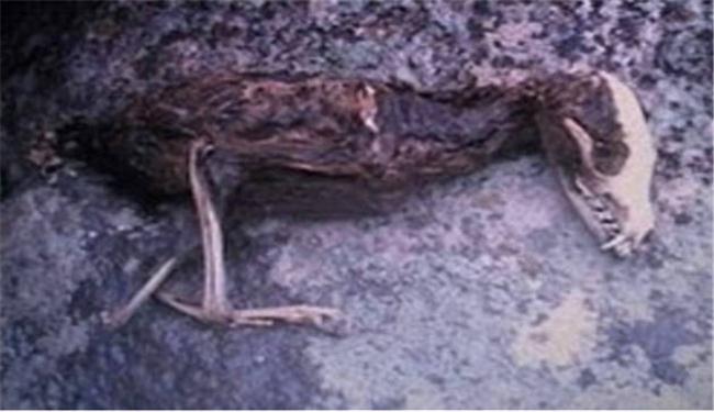 العثور على طائر برأس ديناصور غرب إيران