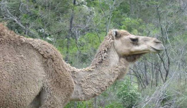 دعوة في استراليا لقتل الجمال لانقاذ المناخ