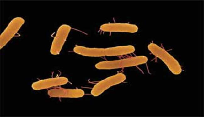 سلالة جديدة من بكتيريا مقاومة للمضادات الحيوية
