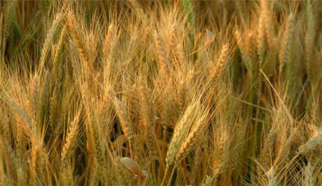 ليبيا تزيد مشترياتها من القمح والدقيق