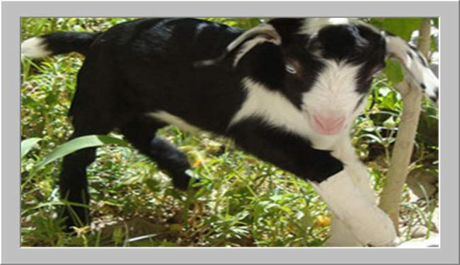 إيران.. حليب عنزة مستنسخة يعالج تجلط الدم