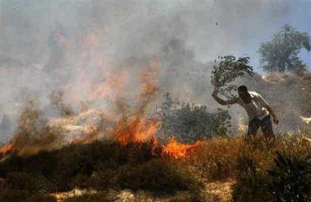 کاهش شديد محصول زيتون فلسطينيان