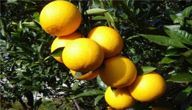 بحث تنشيط التعاون الزراعي بين إيران وسورية