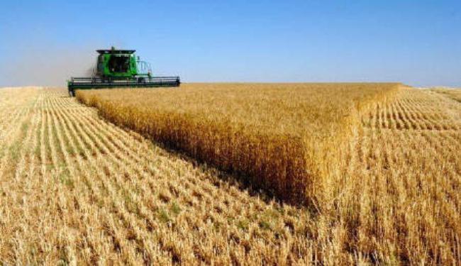 إنتاج القمح في العام الزراعي الجاري سيبلغ 14 مليون طن 