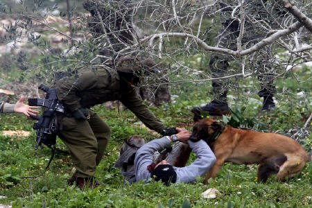 زخمی شدن 3 فلسطینی درکرانه باختری