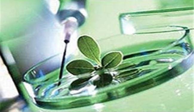 عقار ايراني لمعالجة جروح الفم