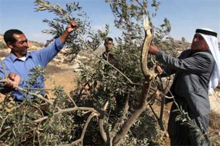 صهيونيستها درختان زيتون فلسطينيان را تخريب كردند