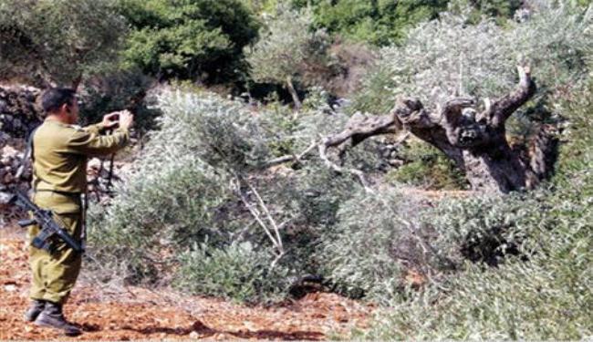 المستوطنون يواصلون اقتلاع أشجار الزيتون بالضفة