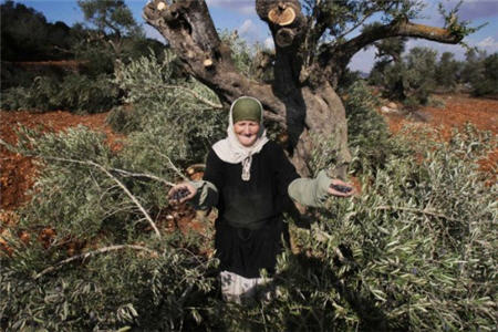 صهیونیست ها مزارع زیتون کرانه باختری را نابود کردند