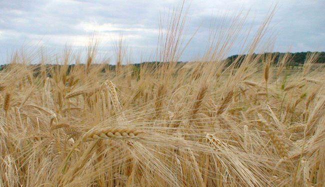 مصر لديها ما يكفي من القمح حتى 17 يونيو