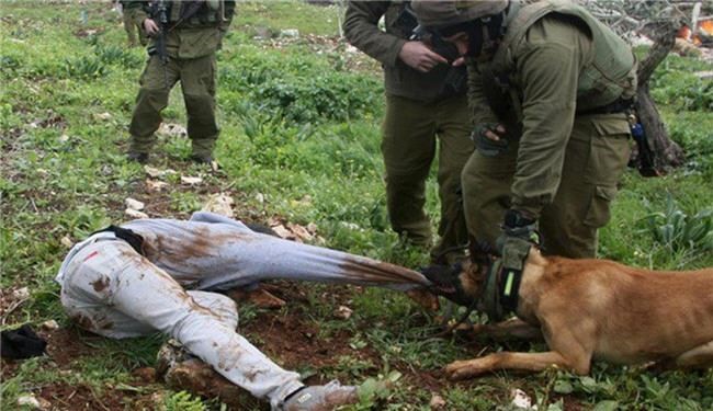 آموزش اخلاق صهیونیستی به سگ های اسرائیلی