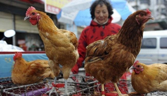 خمس وفيات بانلفونزا الطيور في الصين