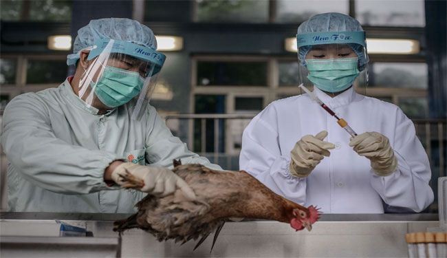 الإصابات بأنفلونزا الطيور في الصین تبلغ 51 حالة