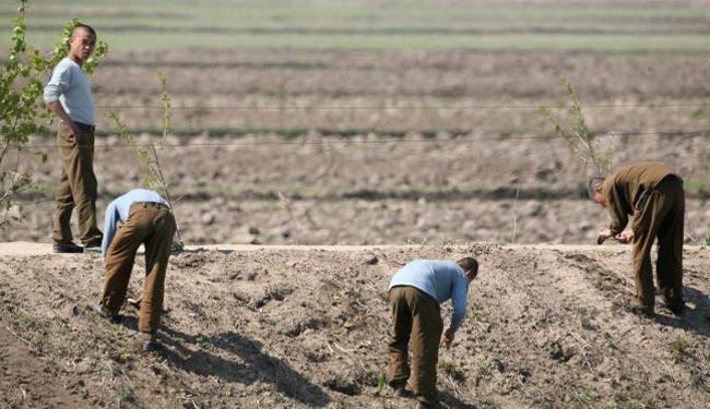 کار اجباری برای آمریکایی محکوم در کره شمالی