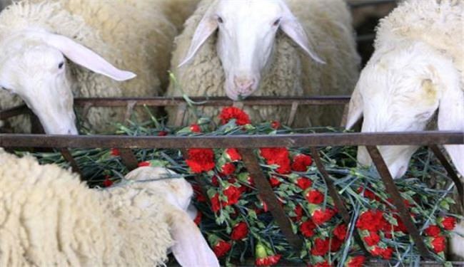 گل‌های صادراتی غزه، خوراک حیوانات می‌شود