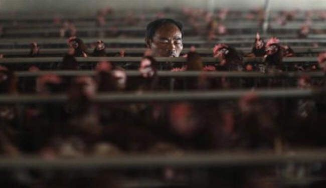 ارتفاع عدد وفيات انفلونزا الطيور في الصين إلى 36