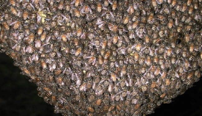 أربعون ألف نحلة تلدغ أميركيا حتى الموت