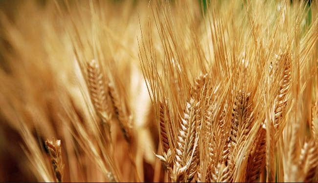 مصر تطلب مساعدة فرنسا بتخزين الحبوب واستيراد القمح