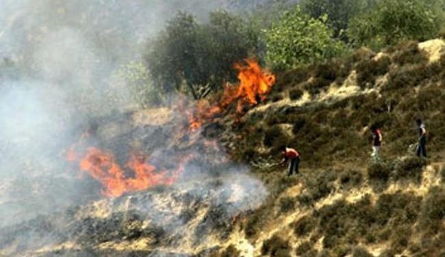 مستوطنون يحرقون 400 شجرة زيتون في بيت لحم