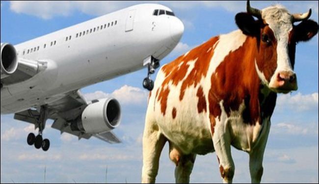 طائرة تصطدم ببقرة  في أحد مطارات إندونيسيا