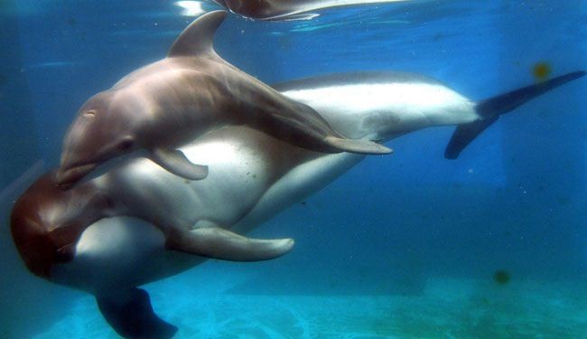 دلفين حديقة شيكاغو تضع مولودها الجديد