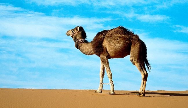 ارتباط شتر با ویروسی کشنده در عربستان