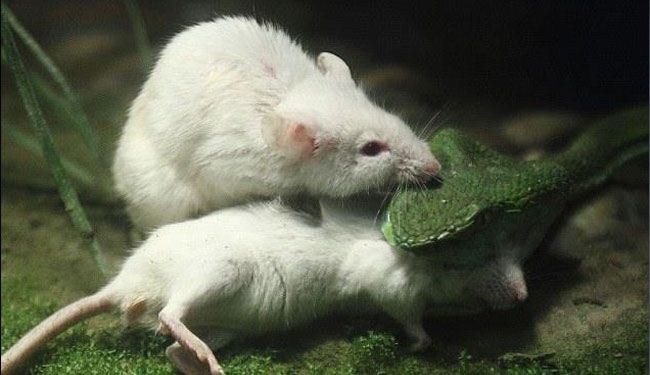 بالصور: فأر يحاول إنقاذ صديقه من فك ثعبان