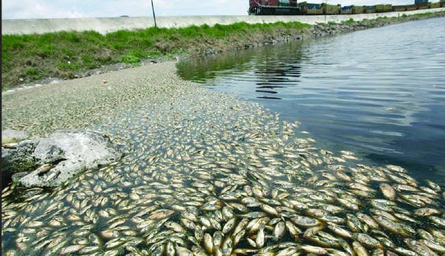 نفوق 71 طنا من السمك في مياه بحيرة ريو دي جانيرو