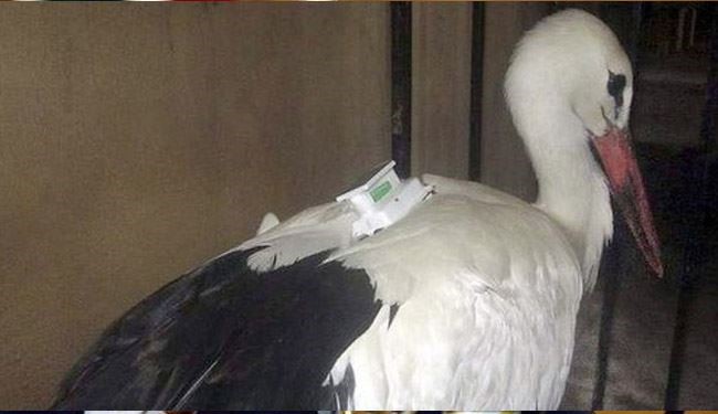 پرنده جاسوس فرانسوی در مصر گرفتار شد!