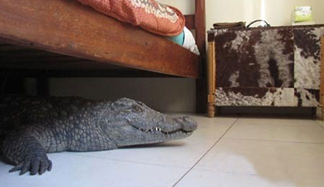 بالصور.. رجل يصدم بوجود تمساح مفترس أسفل سريره