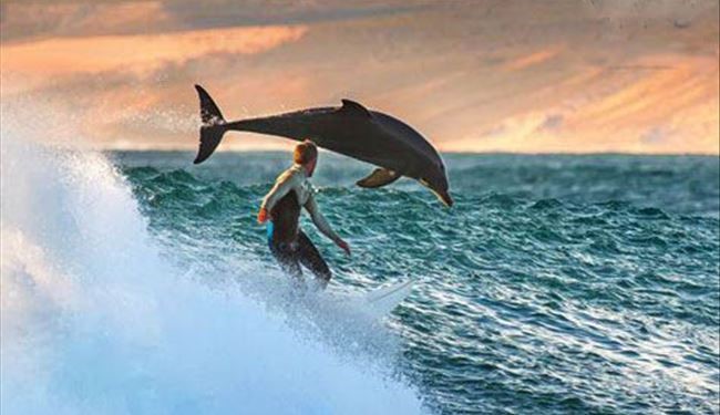 مسابقه موج سواری انسان و دلفین +عکس
