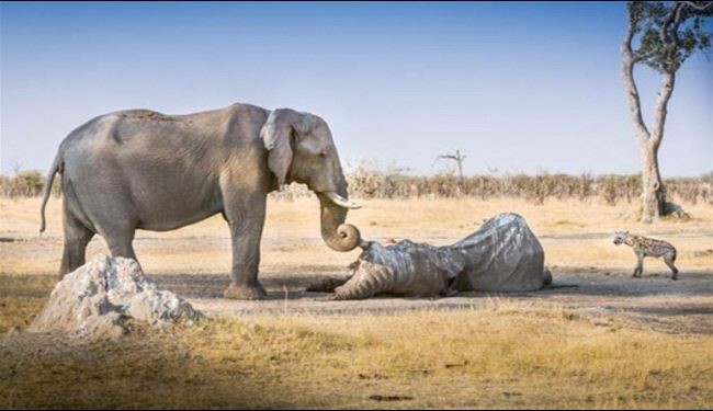 حزن أنثى الفيل على وفاة رفيقتها