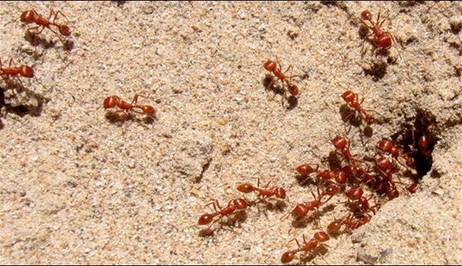 دراسة: النمل يتجسس على جيرانه