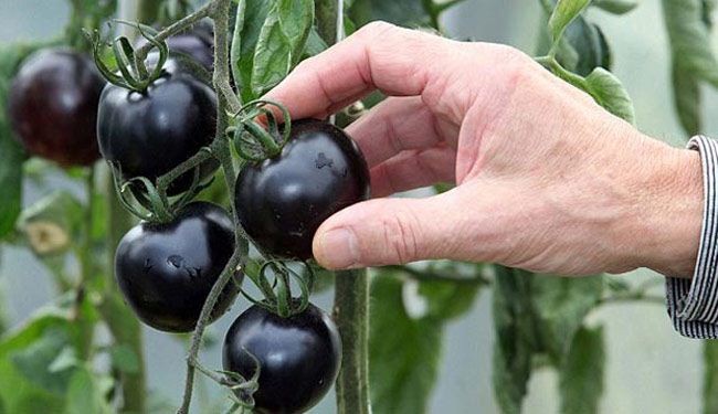 بالصور.. ''طماطم سوداء'' لأول مرة في العالم