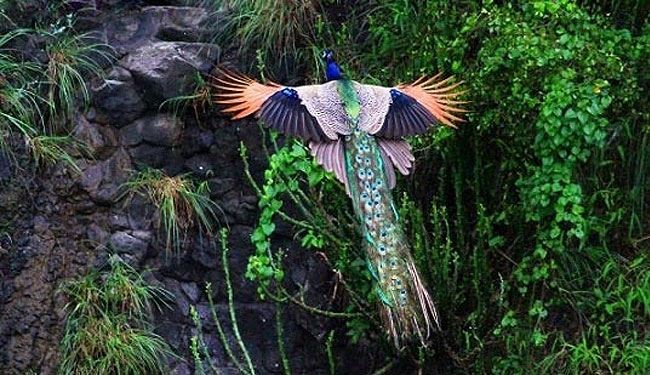 منظره رویایی پرواز یک طاووس