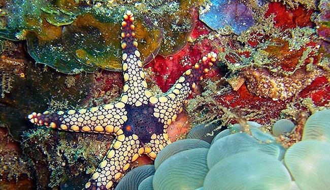 موجودات دریایی بی نظیر آبهای گرم + عکس