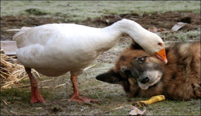 صداقة تجمع بين كلب ووزة