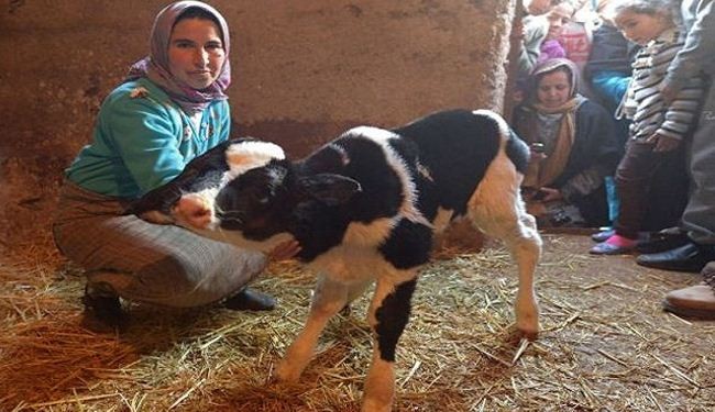 ولادة عجل برأسين في المغرب + صور