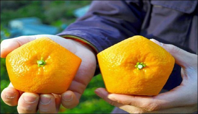 بالصور.. زراعة برتقال خماسي الشكل في اليابان