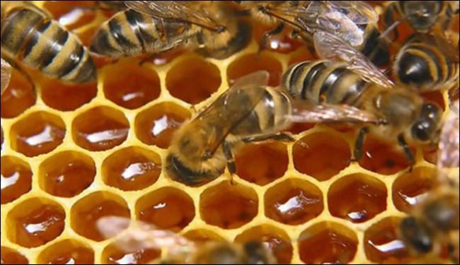الحكم على امرأة قتلت مليوني نحلة في بولندا