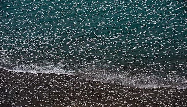 فرمانروایی مرغان دریایی بر آلاسکا + عکس