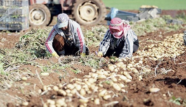 مصادره اراضی کشاورزی فلسطینی‌ها در 