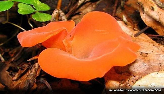 عکس‌هایی از دنیای رنگی قارچها