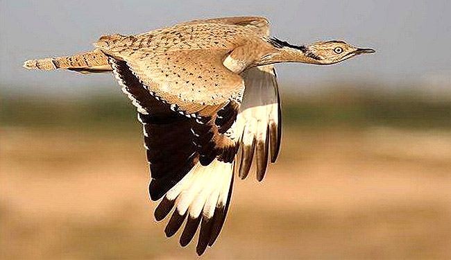 امير سعودي يقتل نحو 2000 طير 