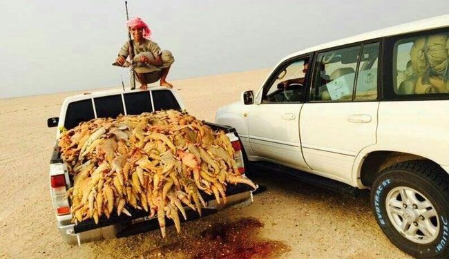 نسل کشی سوسمارها در عربستان ! + عکس